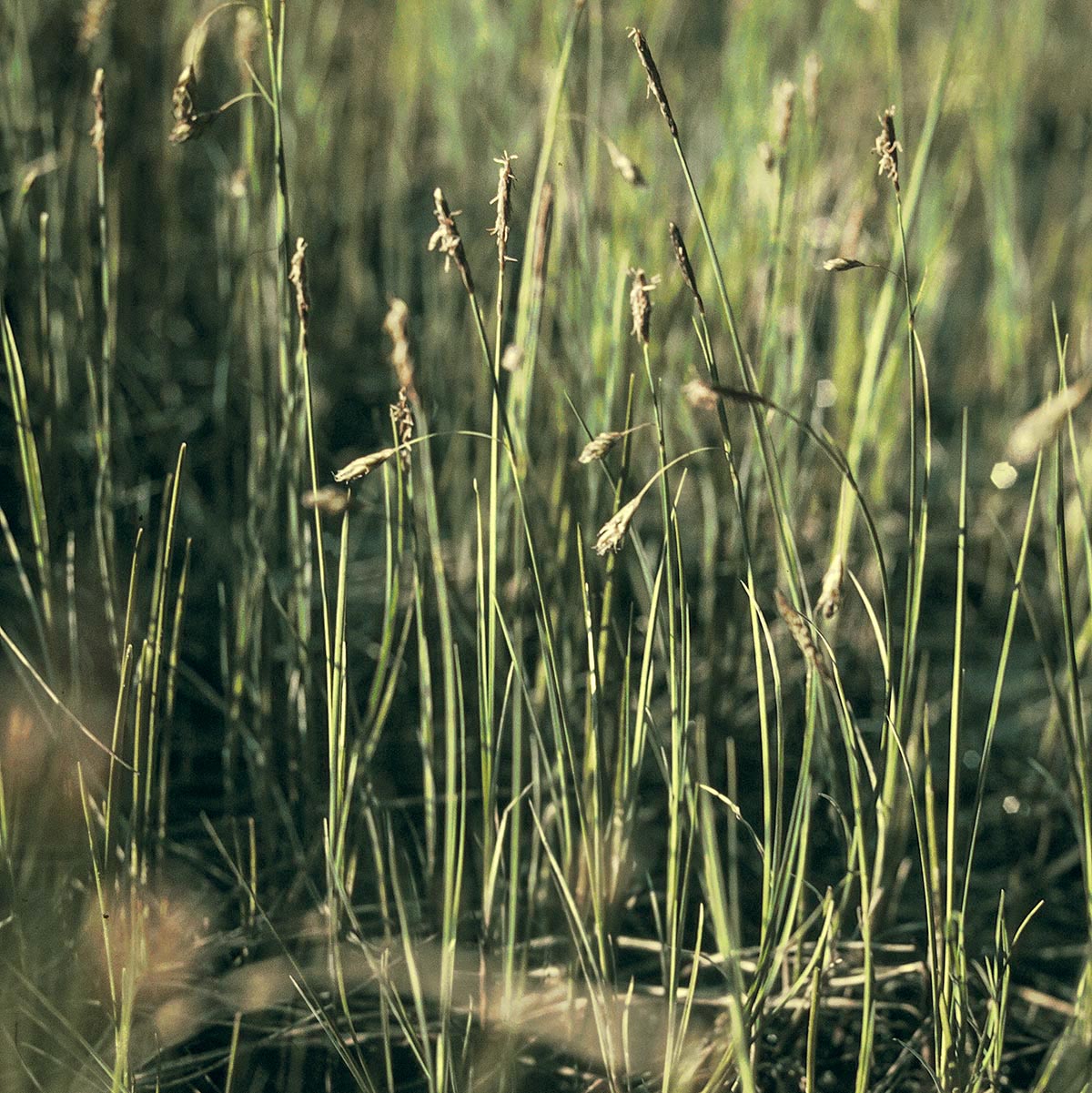 Carex limosa